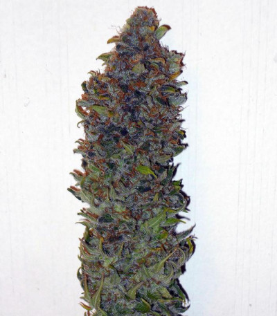 8 Ball Kush fem семена конопли