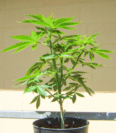 AK Kush Express (Kalashnikov Seeds) семена конопли