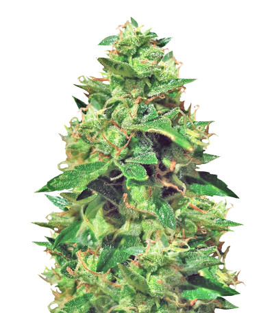 Amnesia Haze Auto Fem (Vision Seeds) семена конопли