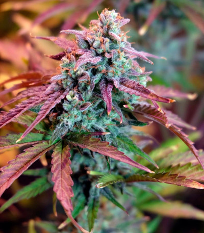 Auto Night Queen fem (Dutch Passion) семена конопли