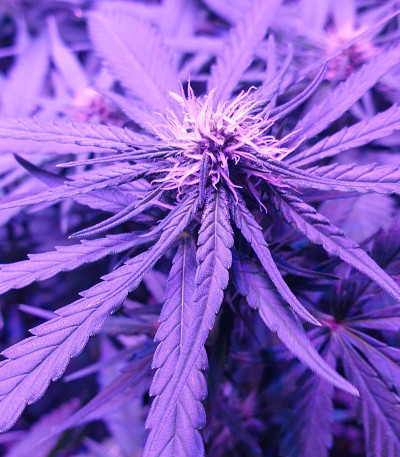 Big Altai Sativa Express fem (Kalashnikov Seeds) семена конопли