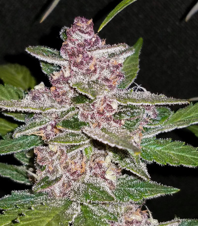 Blackberry auto fem (FastBuds) семена конопли