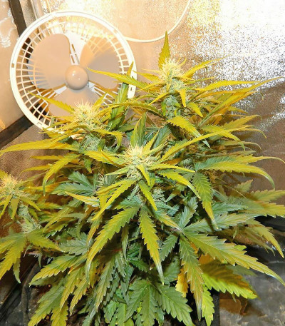 CBD Auto 1:1 auto fem (FastBuds Seeds) семена конопли