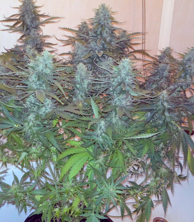 Chu Valley auto fem (Russian Genetic) семена конопли