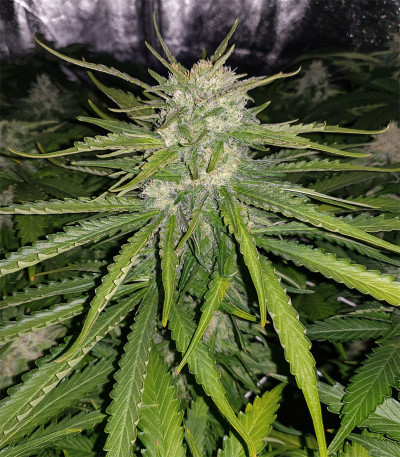 Cookies Gelato fem (Royal Queen Seeds) семена конопли