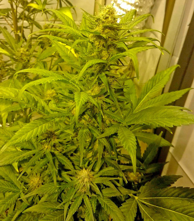 Damnesia Autoflowering fem (Strain Hunters) семена конопли
