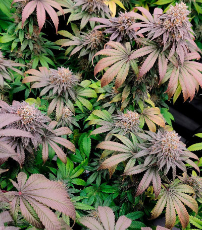 Ethos Cookies R2 fem (Ethos Genetics) семена конопли