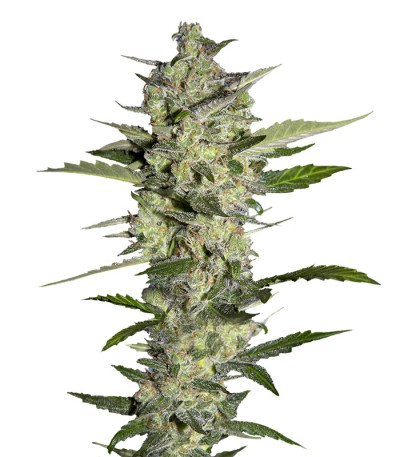 Flowerbomb Kush fem (Strain Hunters) семена конопли