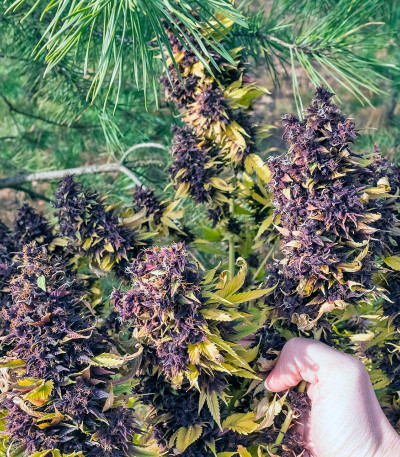 Сорт конопли Frisian Duck