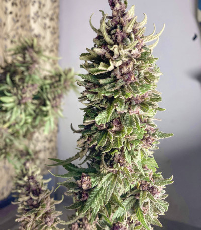 Girl Scout Cookies Auto (Nirvana Seeds) семена конопли