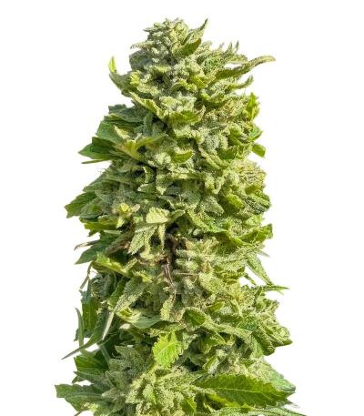 Insane OG семена конопли