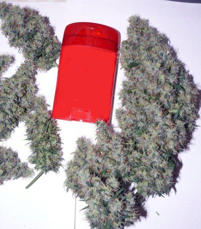 Сорт каннабиса Jorge’s Diamonds #1