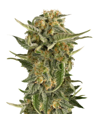 Lost Coast Skunk Auto fem (Humboldt Seeds) семена конопли