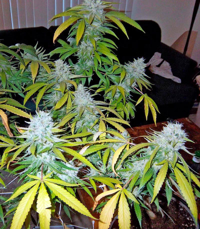 Mazar X White Rihno fem (World of Seeds) семена конопли