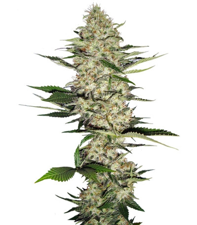 Mr Nice G13 X Hash Plant reg (Sensi Seeds) семена конопли