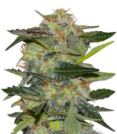 Mystical Autoflower fem (Easy Grow Seeds) семена конопли