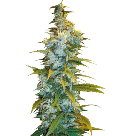 Сорт Northern Light