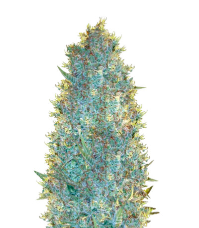 OG Kush fem (Victory Seeds) семена конопли