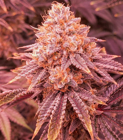 Orange Creampop fem (Humboldt Seed Company) семена конопли