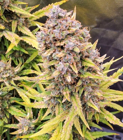 Original Big Bud Auto fem (FastBuds) семена конопли