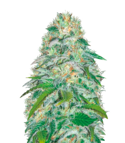 Parmesan fem (Victory Seeds) семена конопли