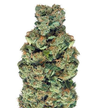 Sour Diesel (Sativa's Sour Diesel) fem семена конопли