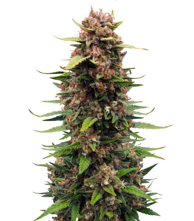 Sour Jealousy Auto fem (FastBuds) семена конопли