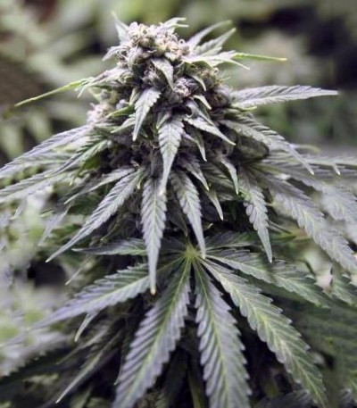 StarRyder Auto fem (Dutch Passion) семена конопли