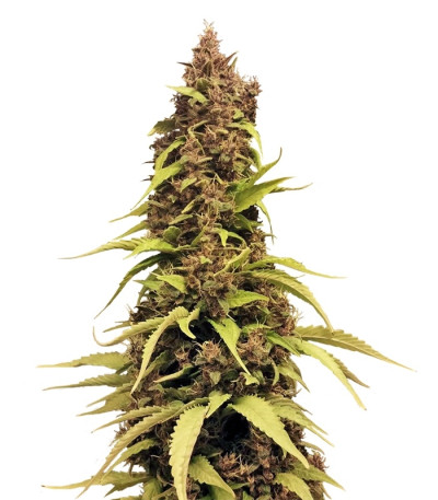 Venus Flytrap fem семена конопли