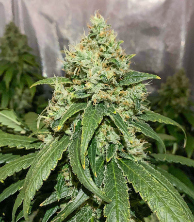 Vitality fem (AlphaFem Seeds) семена конопли