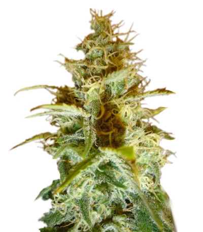 White Russian reg (Serious Seeds) семена конопли