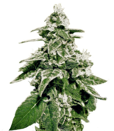 White Widow Auto fem (Green House Seeds) семена конопли