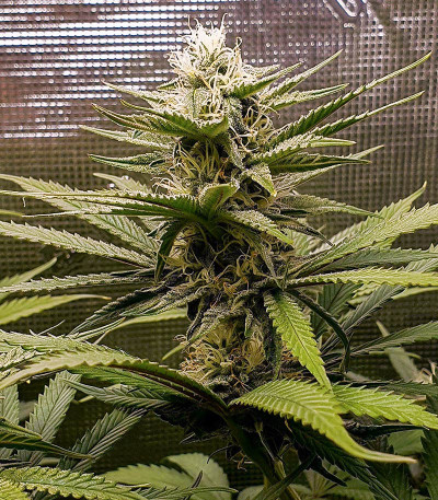 Gorilla Cookies FF fem (FastBuds) семена конопли