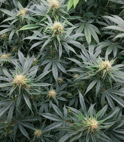 Northern Lights 10 of 10 fem (Seedkeepers) семена конопли