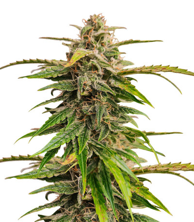 Wedding Crasher Auto fem (High Speed ​​Buds) семена конопли