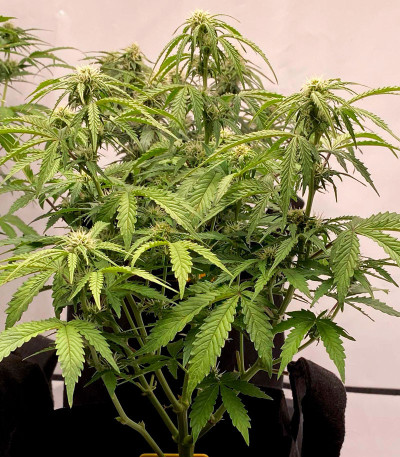 Afghan Kush Ryder Auto fem (World of Seeds) семена конопли