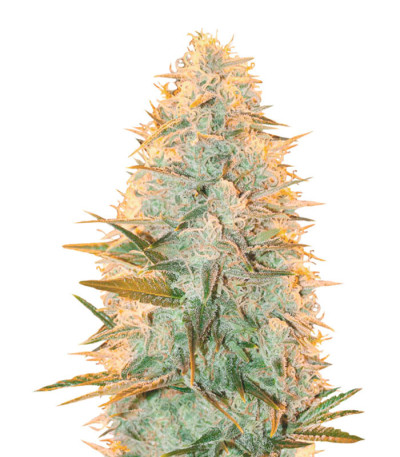 Amnesia Flash (Amnesia Hash) fem семена конопли