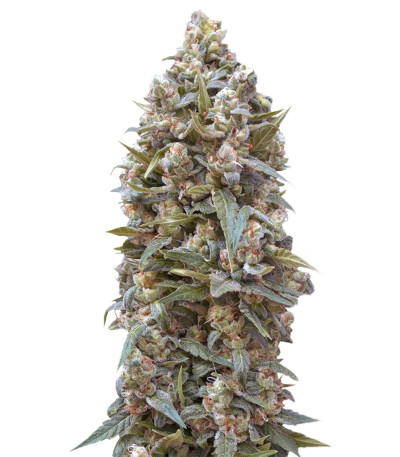Auto 00 Kush fem (00 Seeds) семена конопли