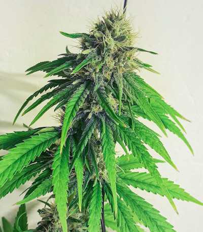 Auto CBG-Force fem (Dutch Passion) семена конопли