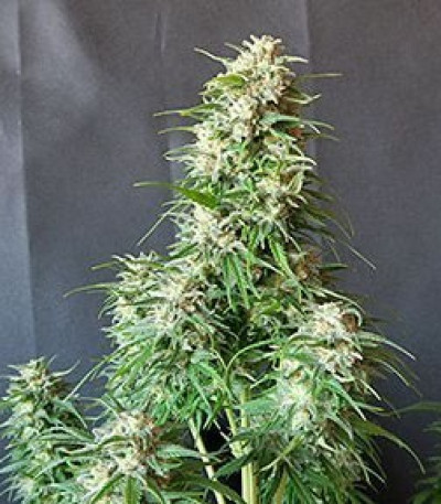 Buddha Calamity Jane auto fem (Buddha Seeds) семена конопли