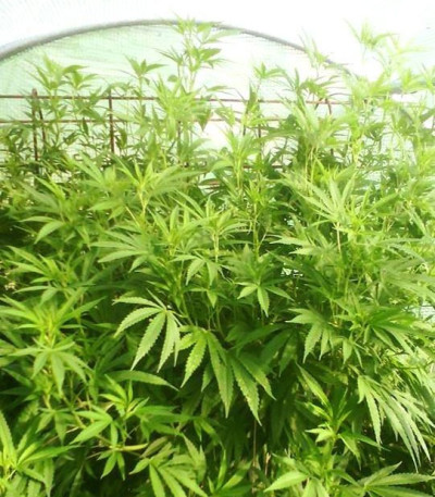 Blue Nitro Haze fem (Sumo Seeds) семена конопли