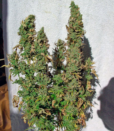 Blueberry fem (Dutch Passion) семена конопли