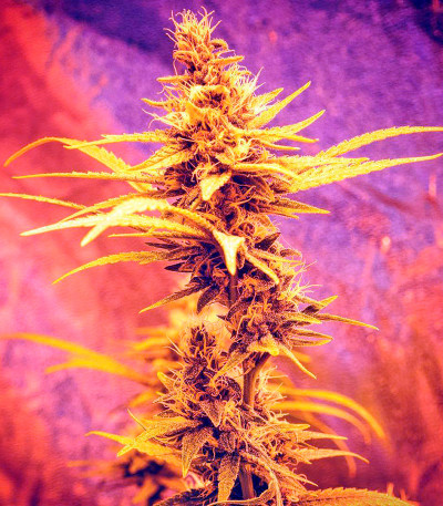 Blueberry Headband fem (Humboldt Seed Organization) семена конопли