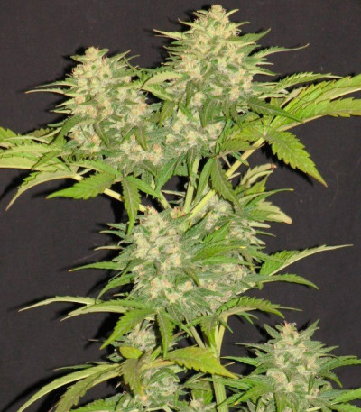 Critical Super Silver Haze fem (Delicious Seeds) семена конопли