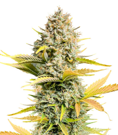 Dozy Sith fem (AlphaFem Seeds) семена конопли