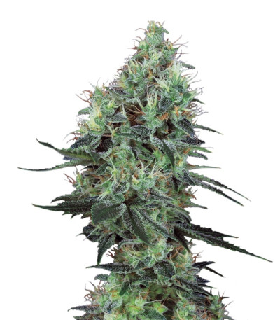 Electric Lemon G reg семена конопли