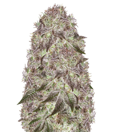 Fast Caramelic fem (Anesia Seeds) семена конопли