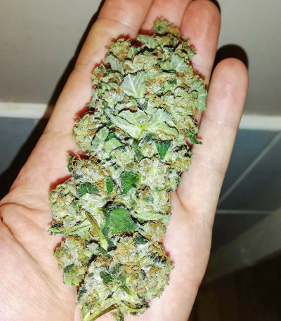 Flashberry reg (Mandala Seeds) семена конопли