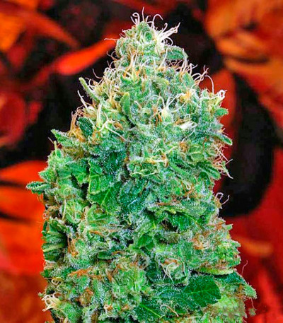 Ganesh reg (Mandala Seeds) семена конопли