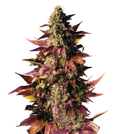 Gelato #45 fem (Barney's Farm) семена конопли